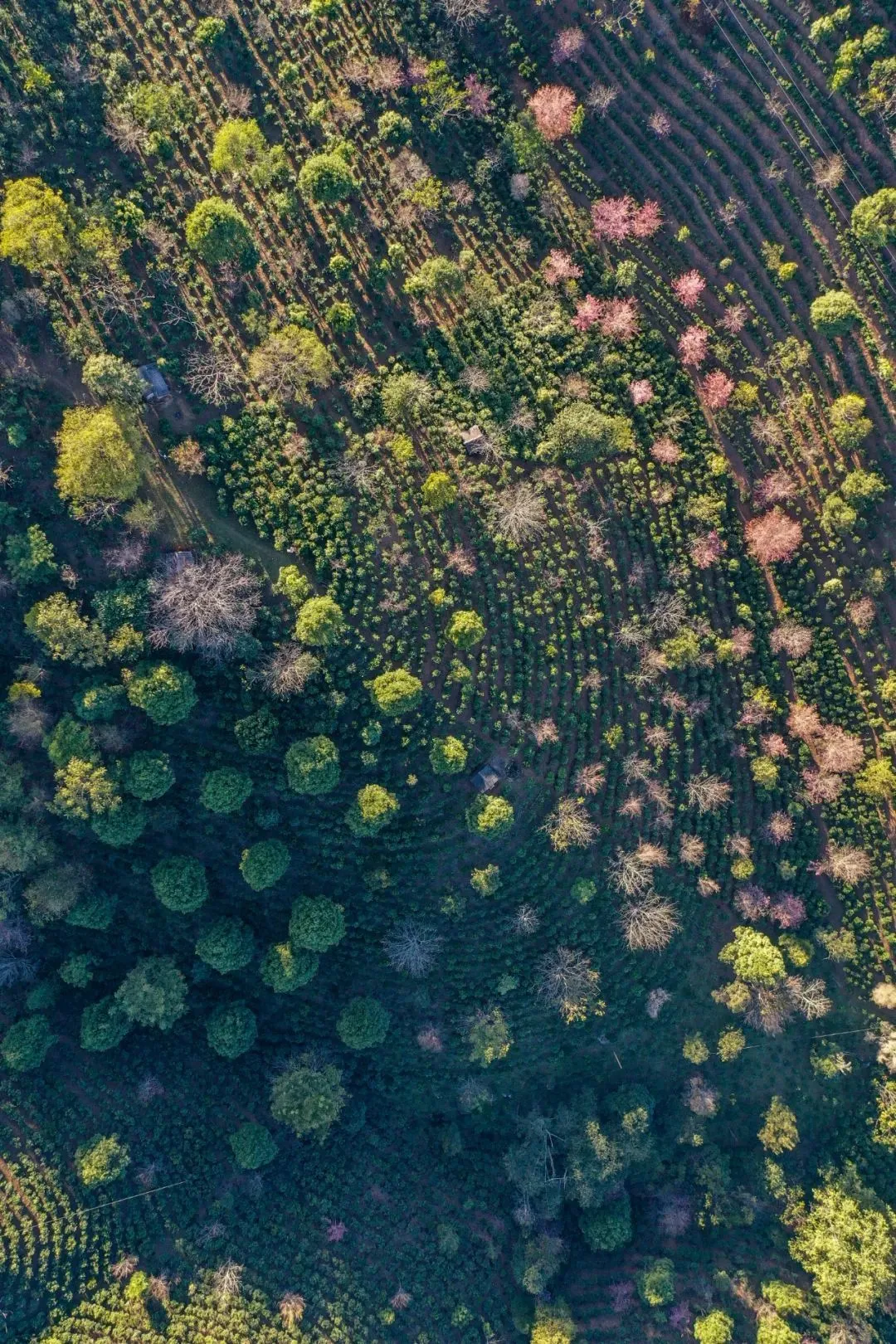 景迈山古茶园，采取“林下种植”方式是高超的生态智慧 摄影/Sundayshang
