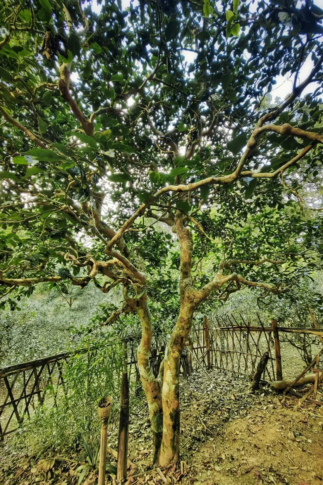 一片茶园里最先种下的茶树，称为“茶王树” 摄影/社长的旅行日常