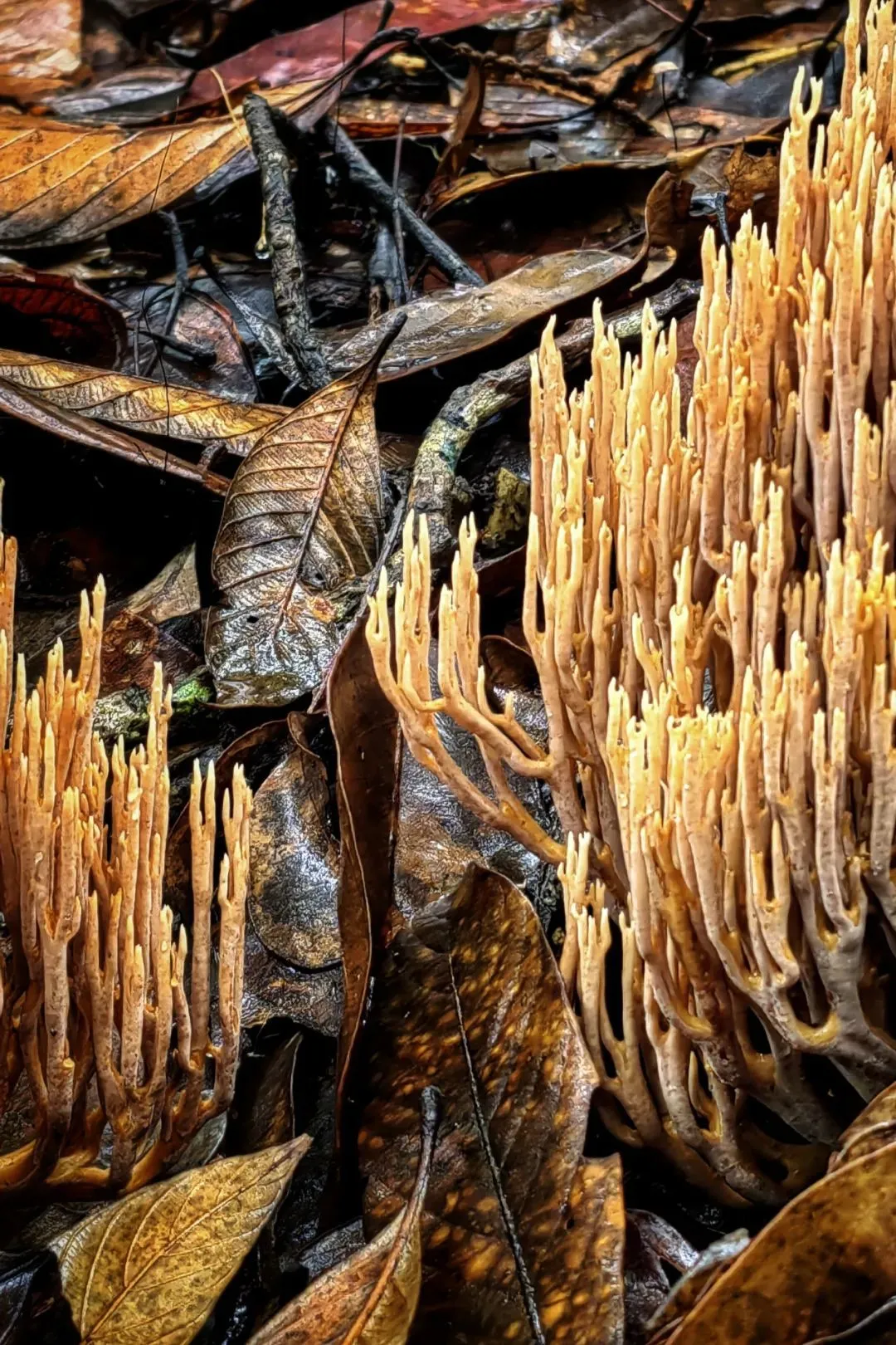 景迈山中，生长着丰富的野生菌 摄影/社长的旅行日常